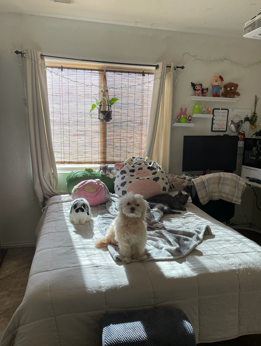 my pets on my bed