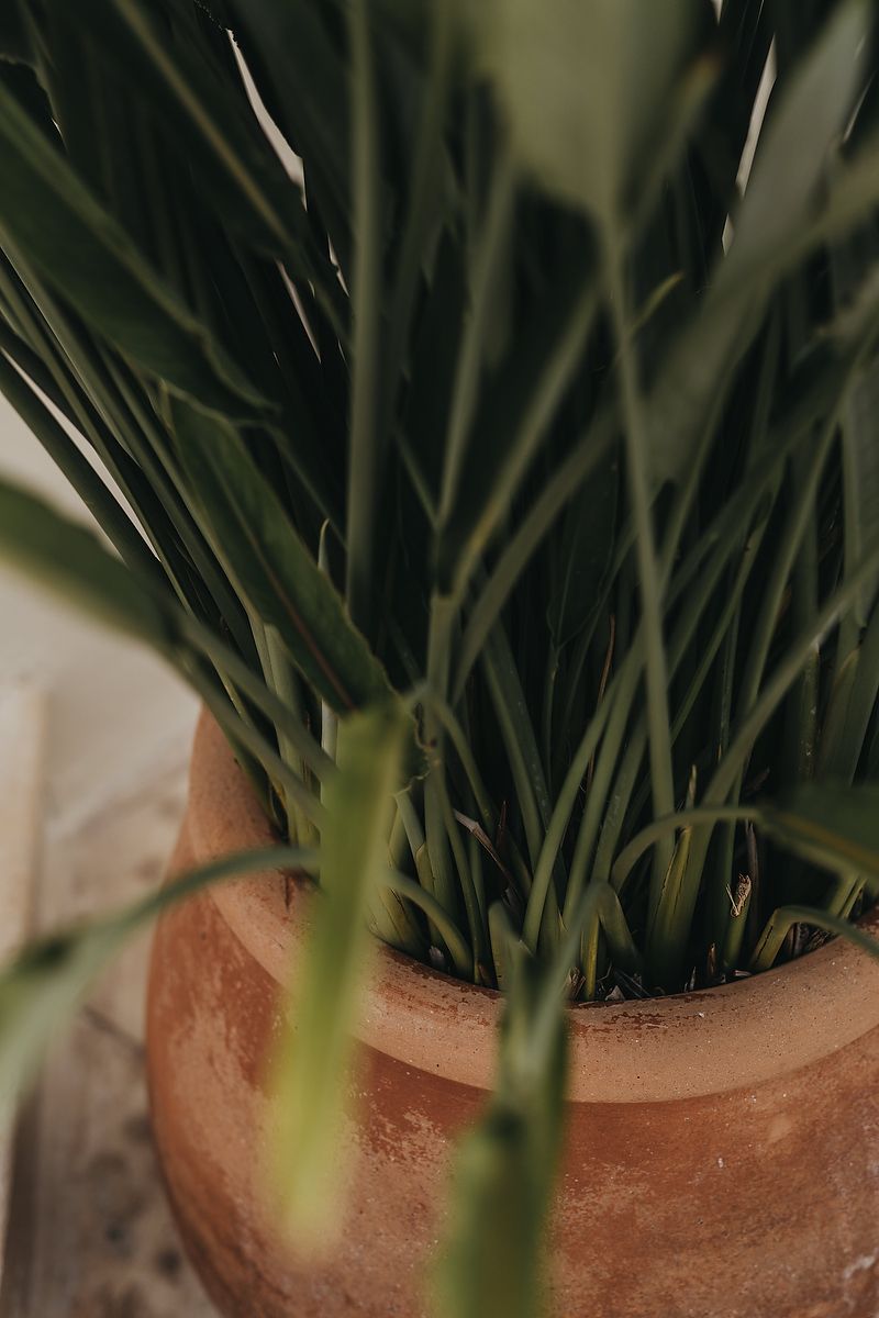 Close-up view of fresh green wheatgrass growing in a terracotta pot.
