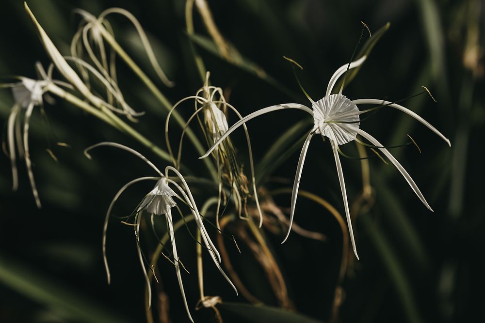 Delicate spider lily flowers with long white petals spreading outward against dark green foliage in soft lighting.