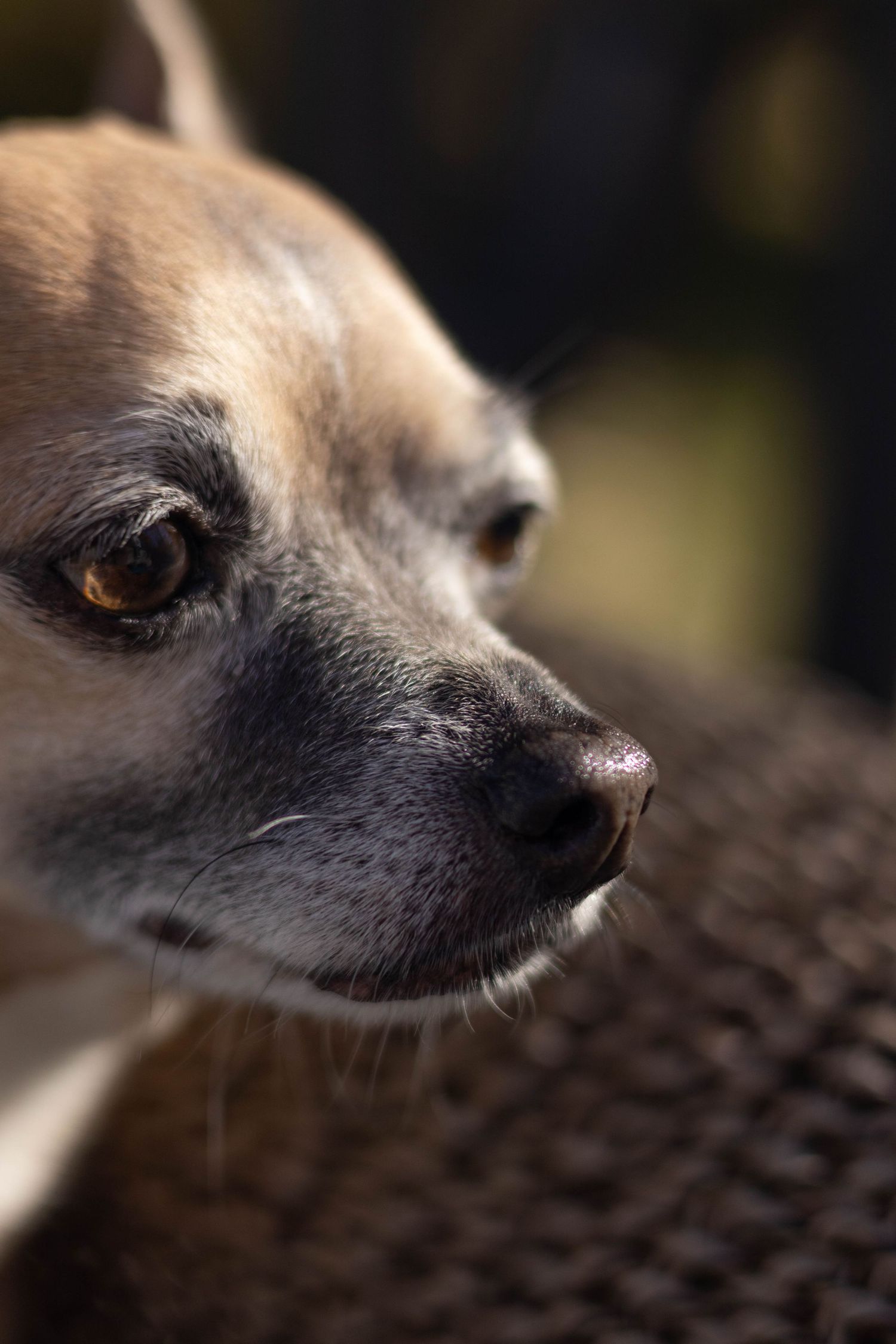 Close up profile shot of a tan chihuahua dog with dark eyes looking to the side.