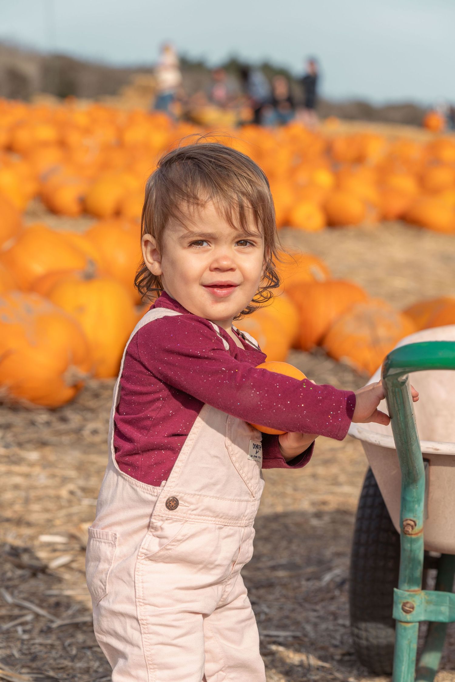 Child in pink overalls explores pumpkin patch with orange pumpkins in background. Located at Rodoni farm, Santa Cruz