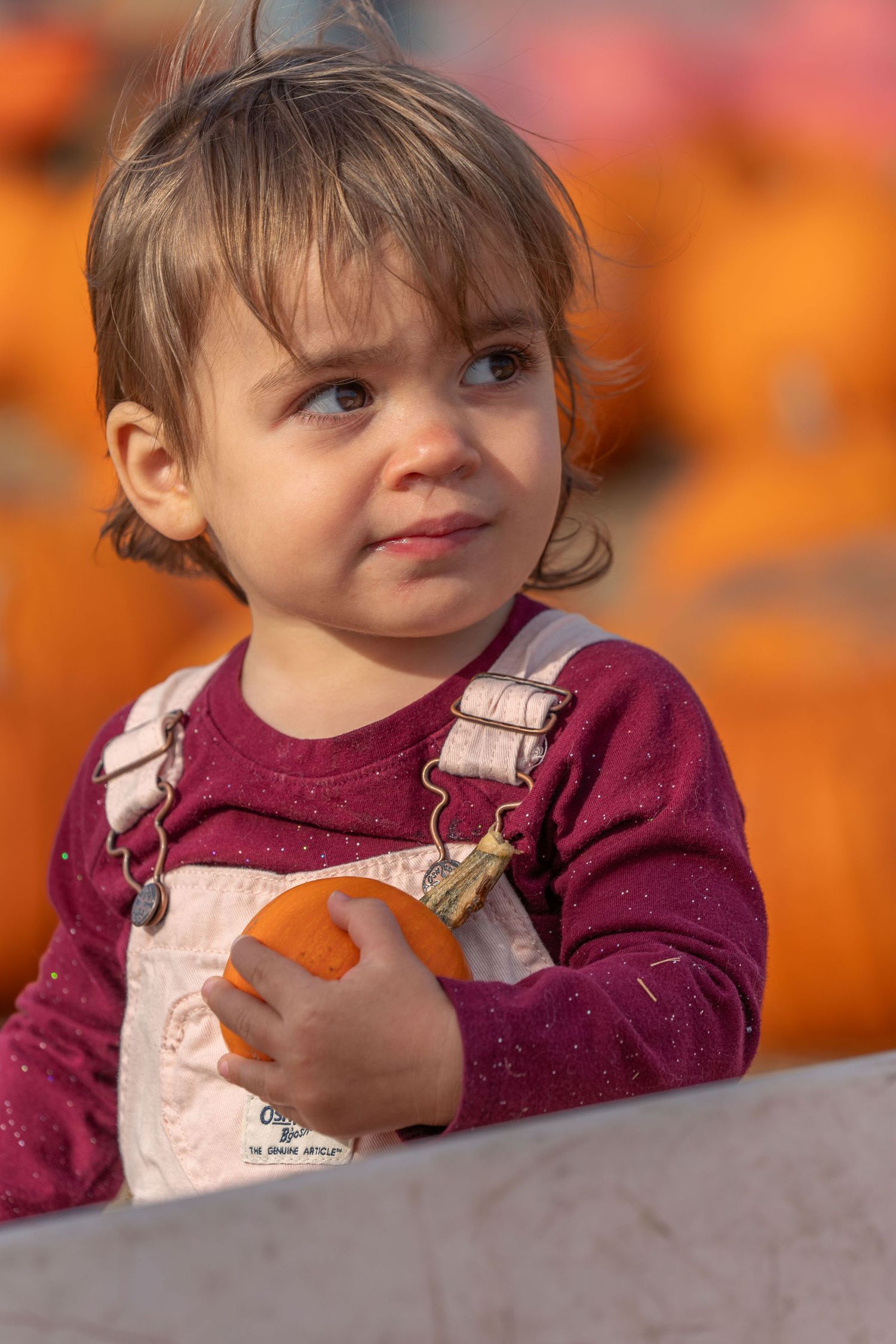 Young child in burgundy shirt and overalls at pumpkin patch holding small pumpkin. Located at Rodoni farm, Santa Cruz