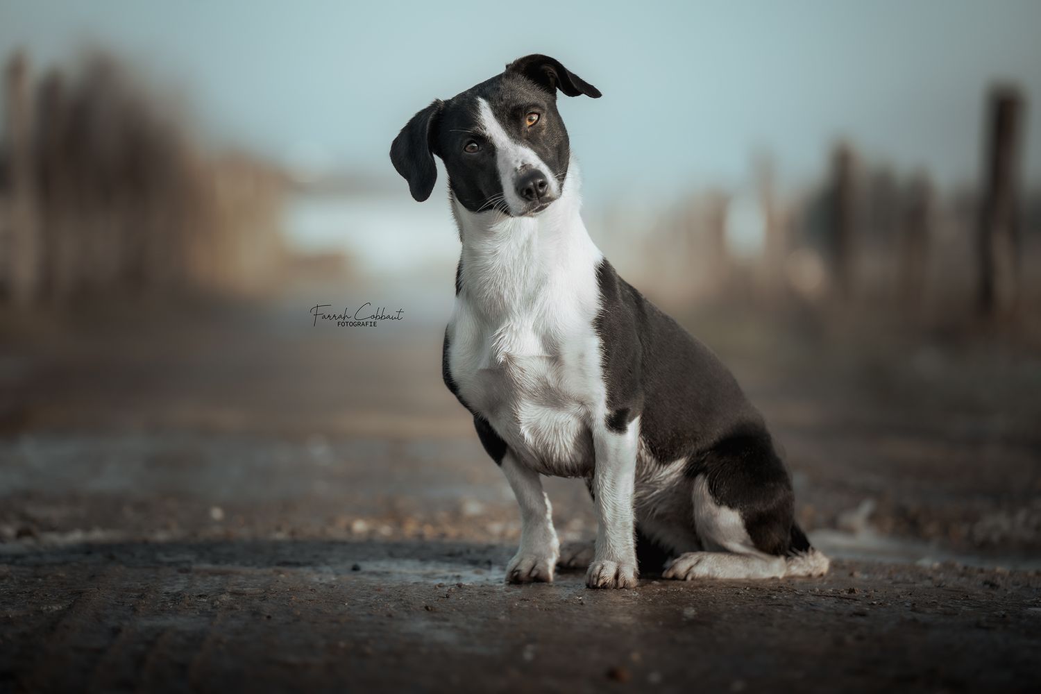 Hondenfotografie