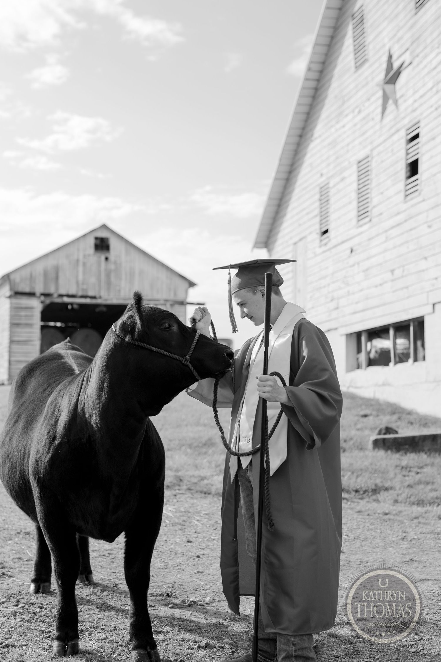 Black and white photo of graduate in cap and gown standing with cow by white barn.