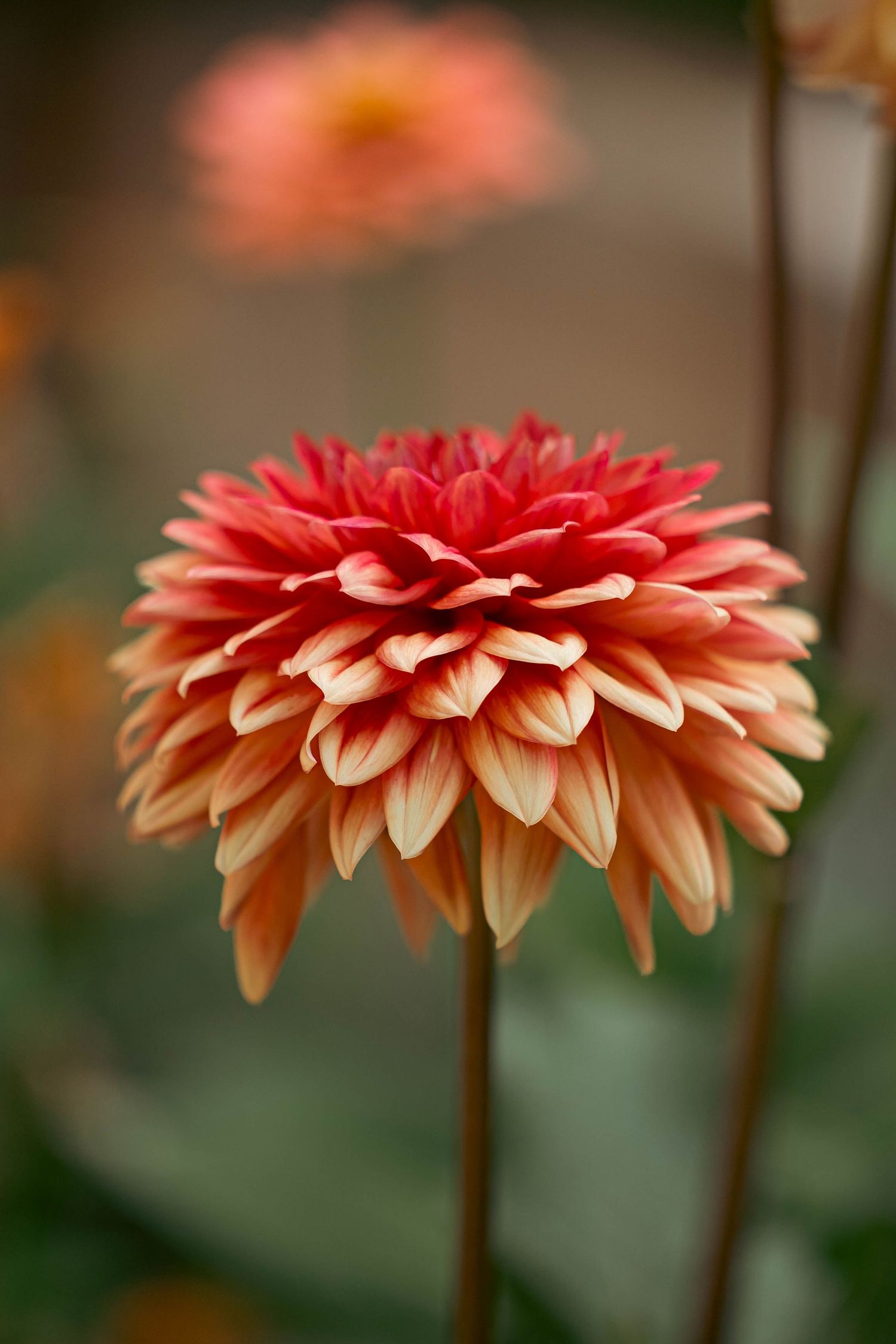 A coral-colored dahlia flower in full bloom displays gradient ombre petals against a softly blurred background.