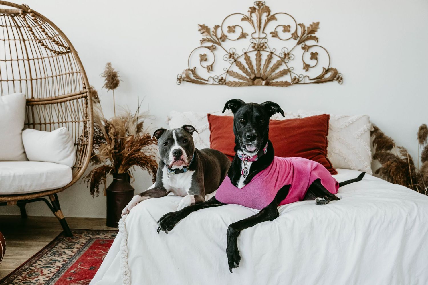 Multiple dogs lounging together on white bedding with decorative headboard.