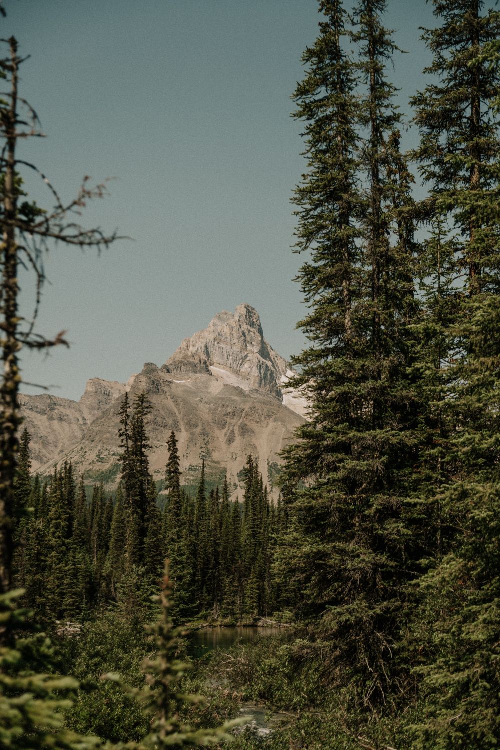 Scenic mountain landscape with evergreen trees and rugged peaks under a blue sky.
