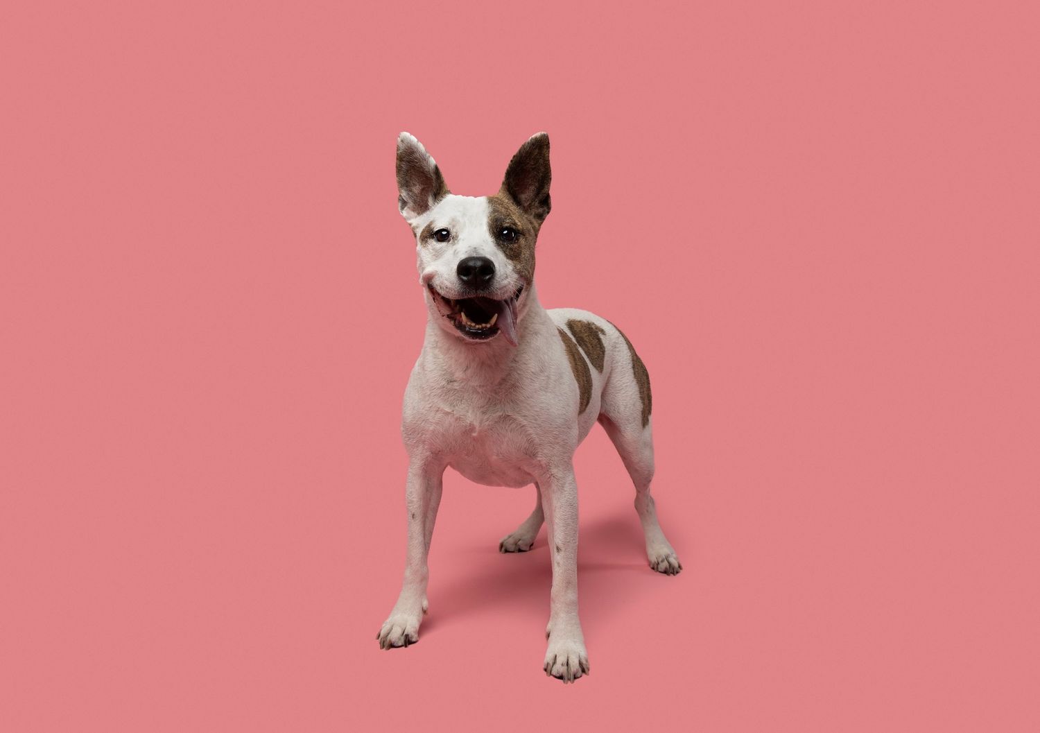 beautiful pitbull stands on pink backdrop in the studio with fine art pet photographer HelgaZimages in Tampa Florida