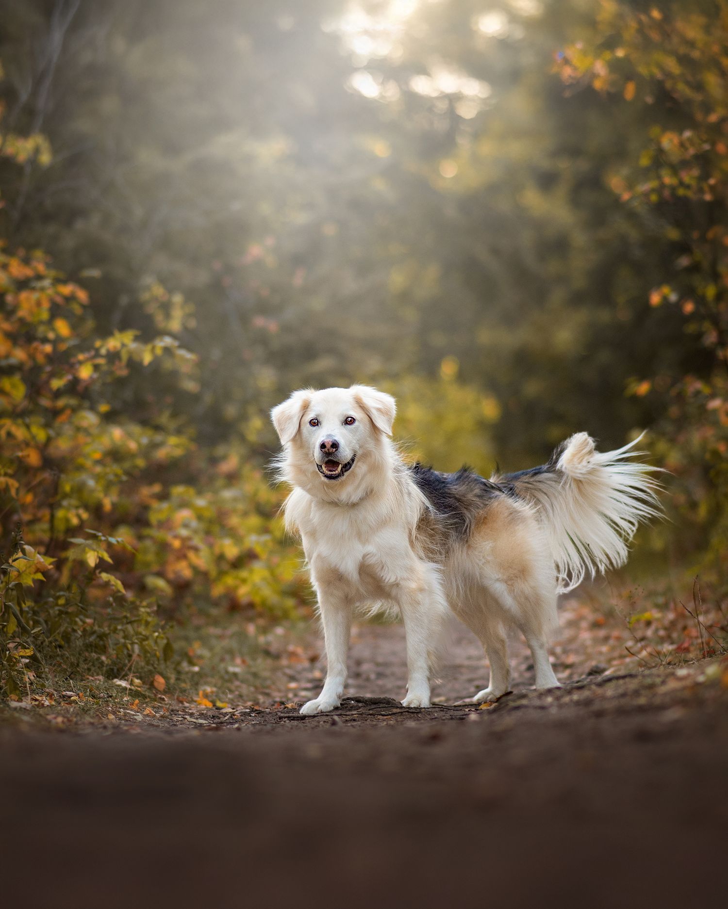 Playful husky running through colorful fall foliage captured by Tripdog Photography