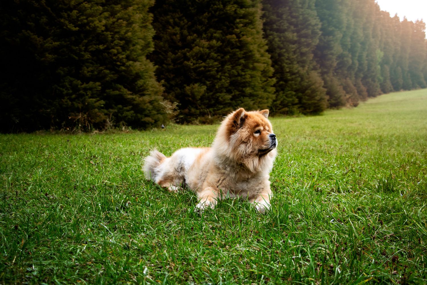 Chow Chow Photoshoot Melbourne Olinda End of Life Oral Malignant Melanoma