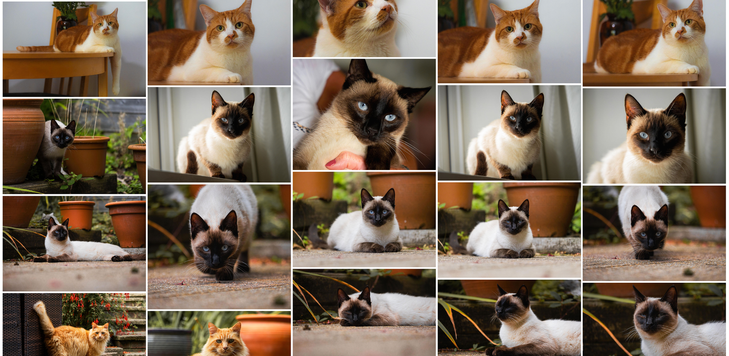 Beautiful Pet Portraits Burgess Hill photo gallery