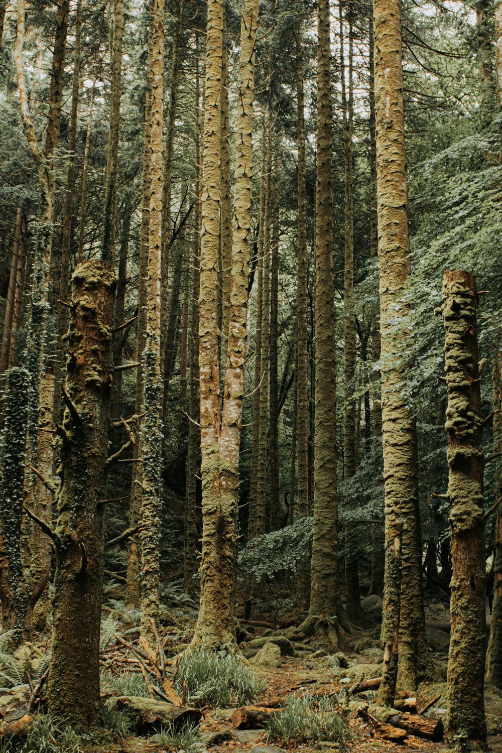 Tall birch trees with textured bark stand in a misty forest surrounded by evergreen foliage and moss-covered ground.
