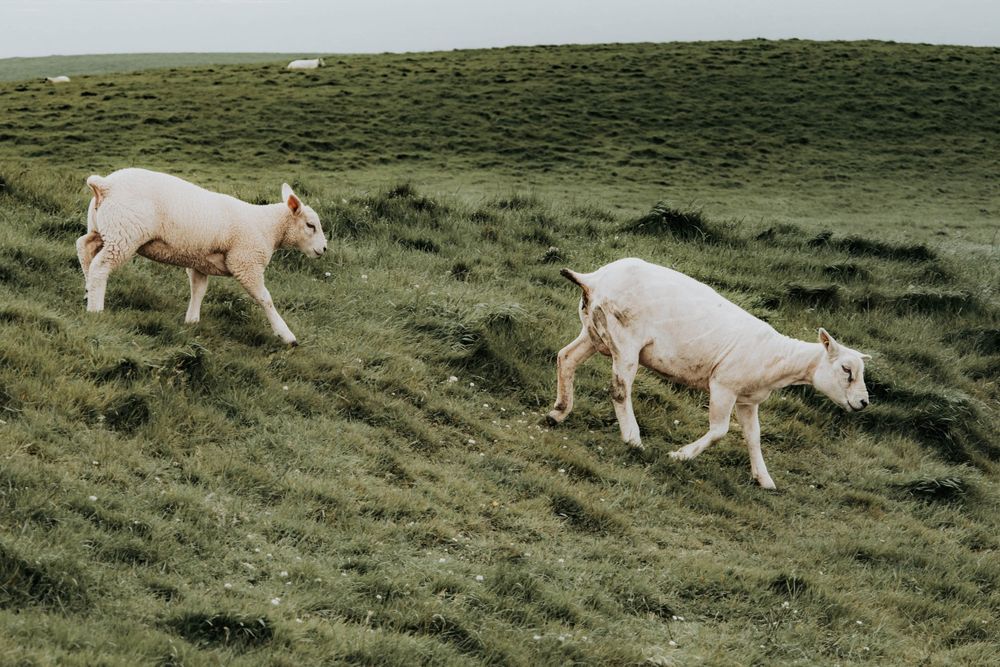 Two white goats grazing on a green hillside covered in lush grass on a cloudy day.
