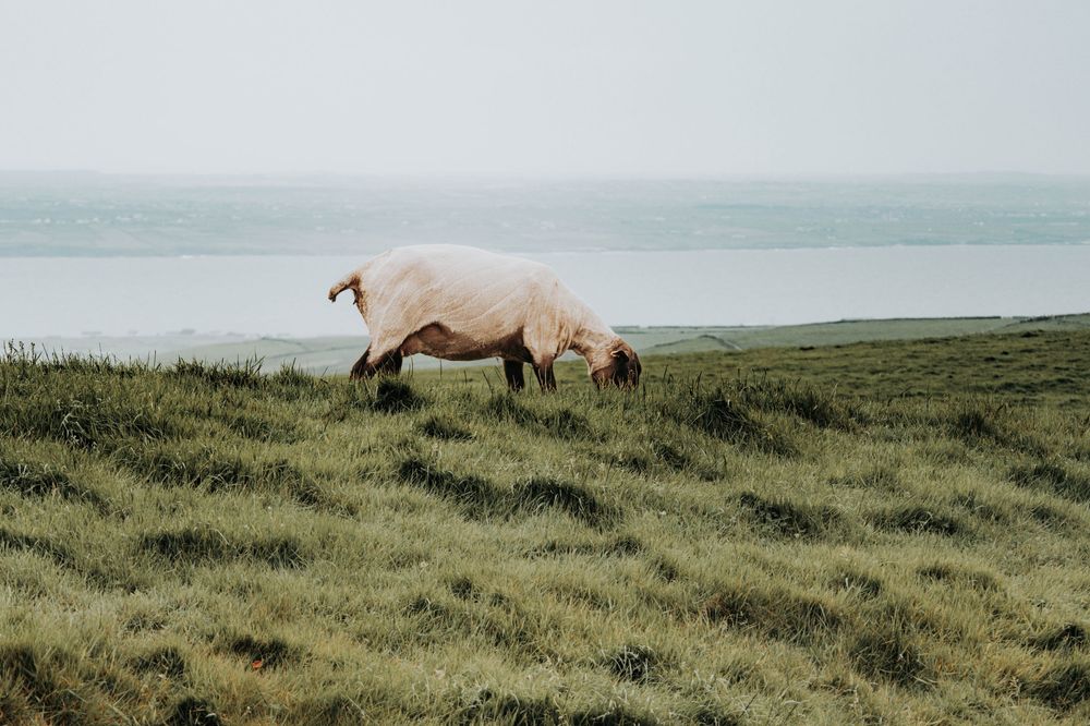 A white horse grazes peacefully on a coastal hillside overlooking a misty ocean view.