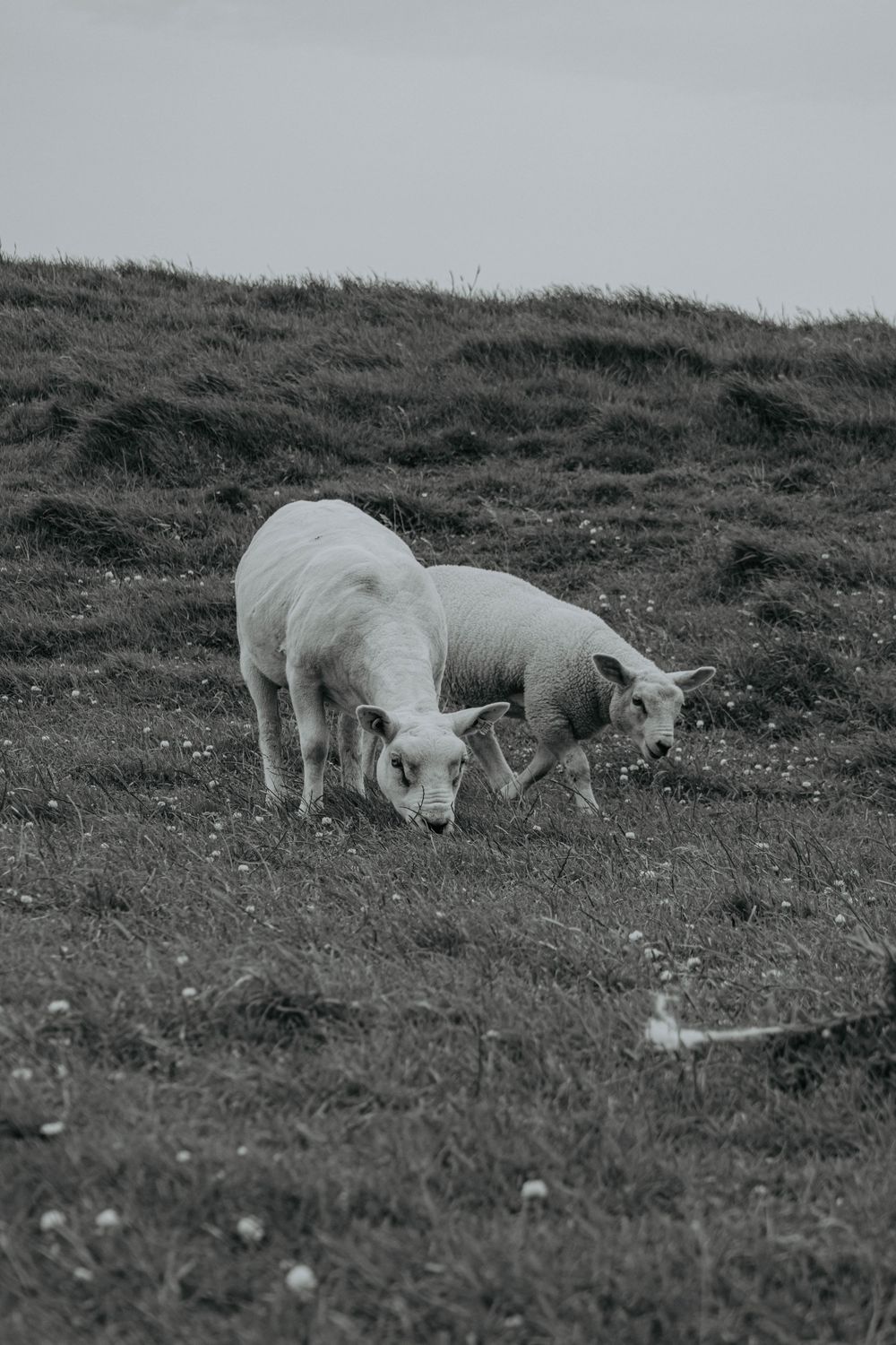A sequence of six black and white photos showing baby lambs grazing on a grassy hillside.