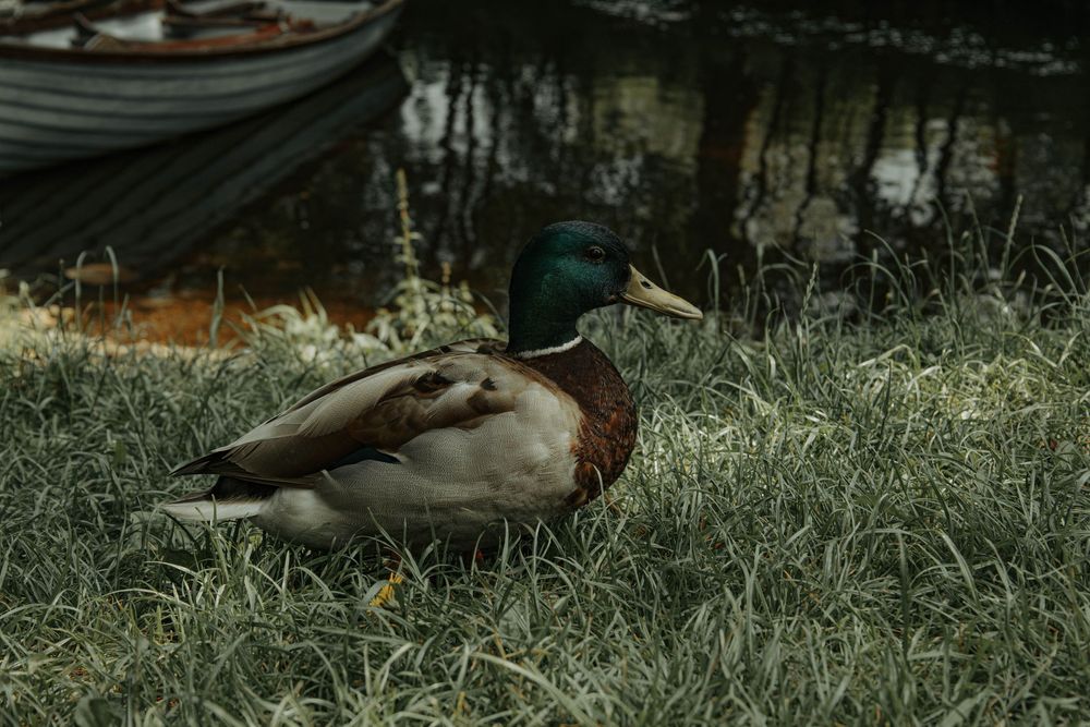 Duck foraging in the grass at dusk, with soft natural lighting creating a serene outdoor scene.
