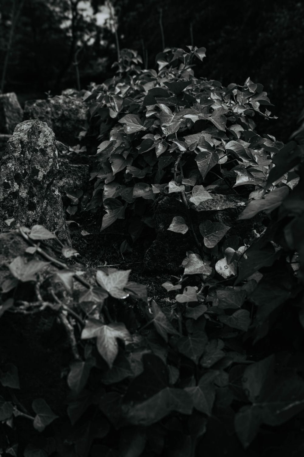 Black and white close-up photograph of dense leaves and plants growing in a dark garden setting.