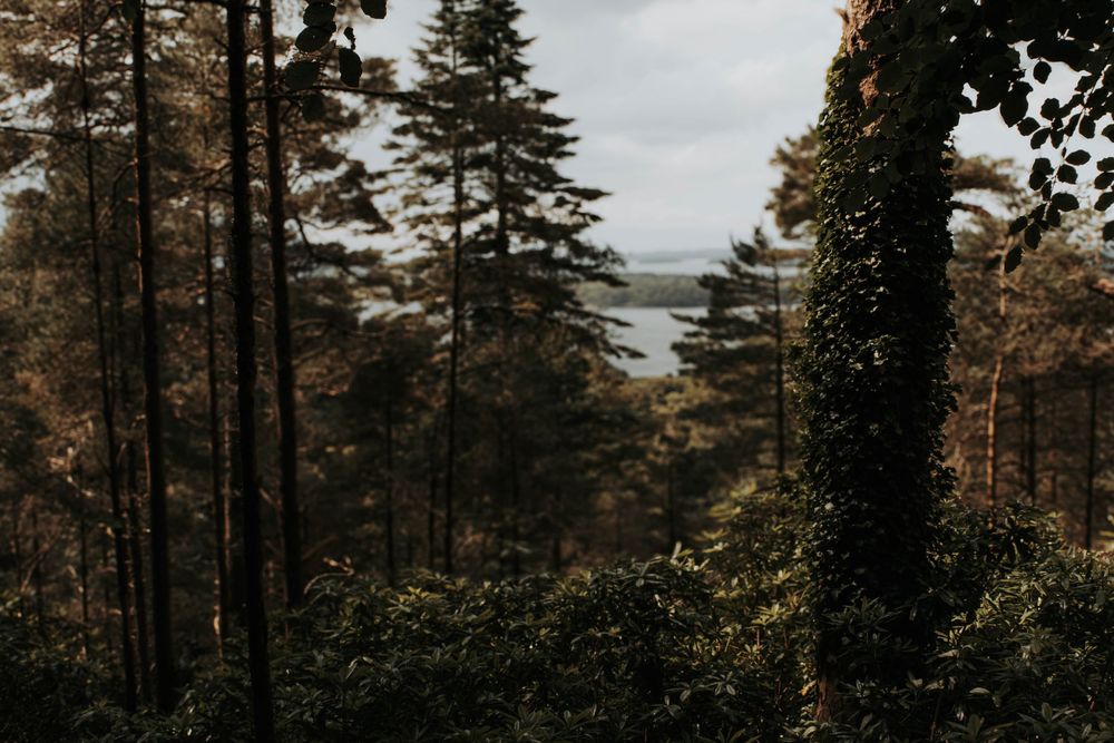 Moody forest landscape overlooking a distant lake through tall evergreen trees on an overcast day.