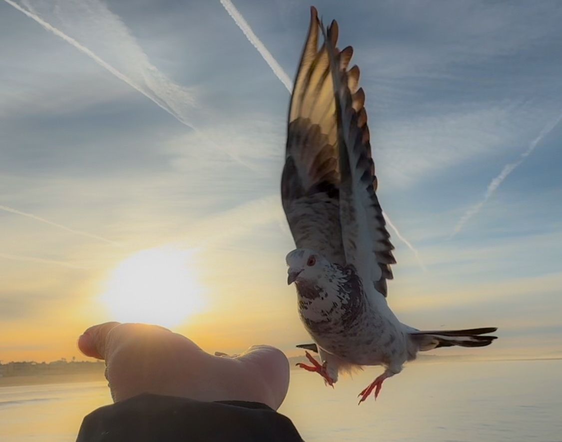 A pigeon in flight against dramatic sunrise skies creating a dynamic sequence of motion.