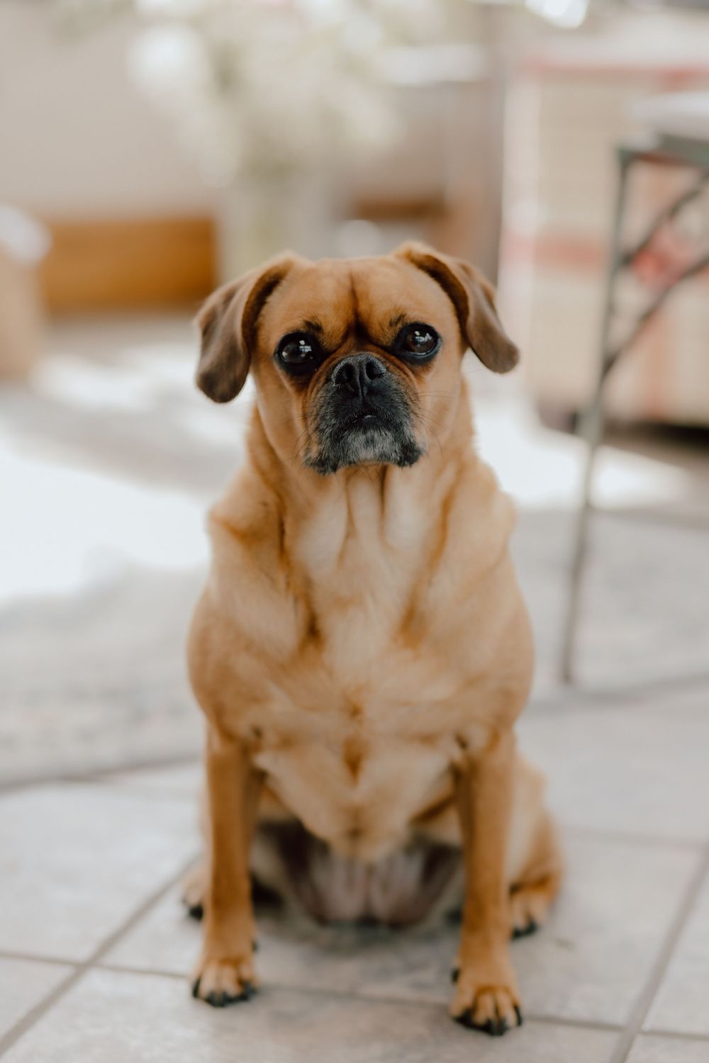 A tan puggle dog sits alertly on white tile flooring with floppy ears and a wrinkled black nose.