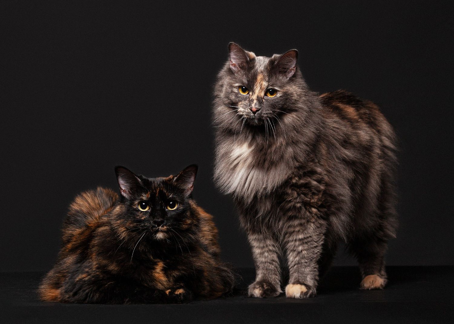 Two long-haired cats, one dark tortoiseshell and one gray tabby, pose against a black background for a studio portrait.
