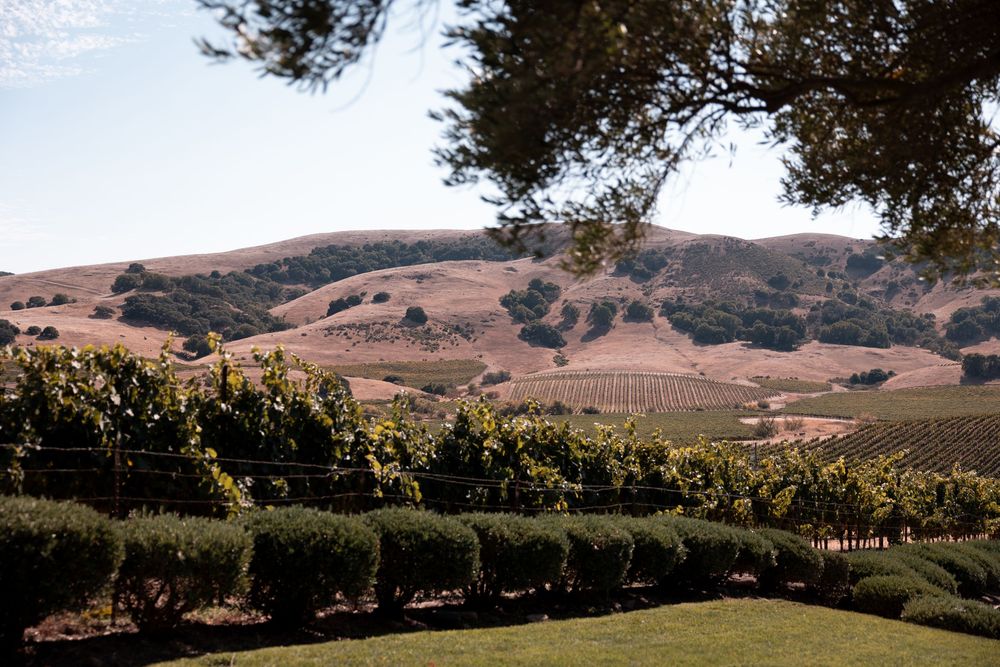 Rolling hills and vineyards stretch across a California wine country landscape under golden afternoon light.