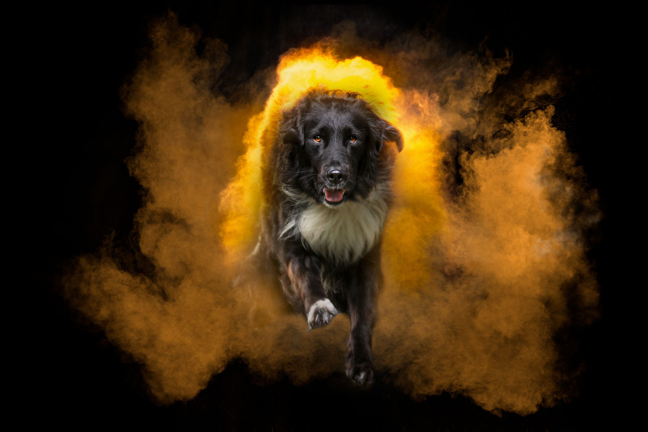 Black dog running through dramatic orange powder explosion effect against dark background.