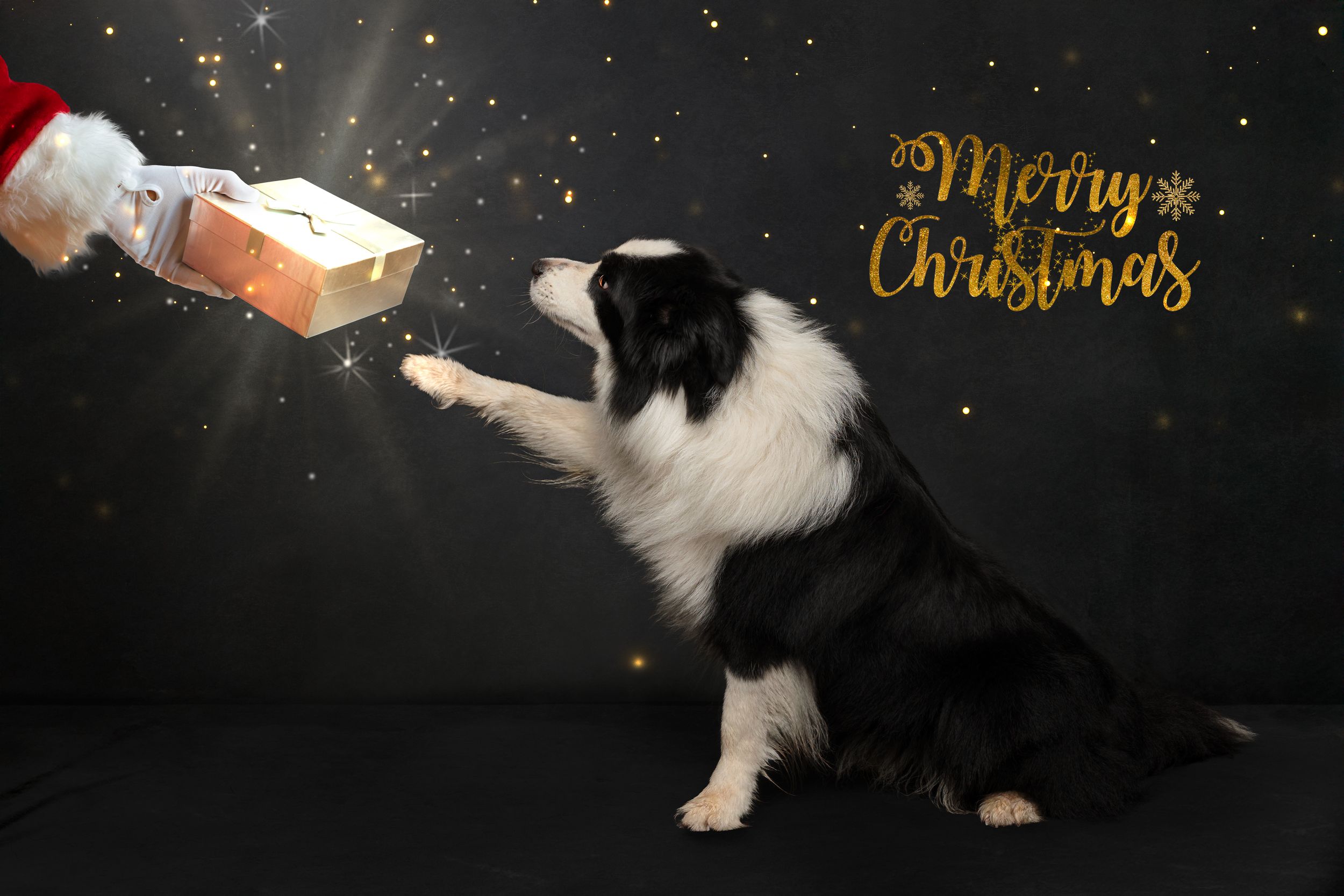 Black and white dog stretches gracefully against dark background with gold Christmas text overlay.