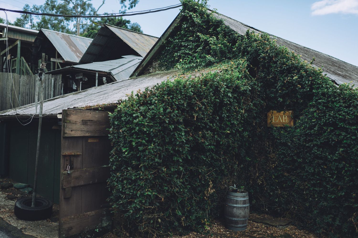 Outdoor view of a brewery building with green ivy-covered walls and storage barrels.