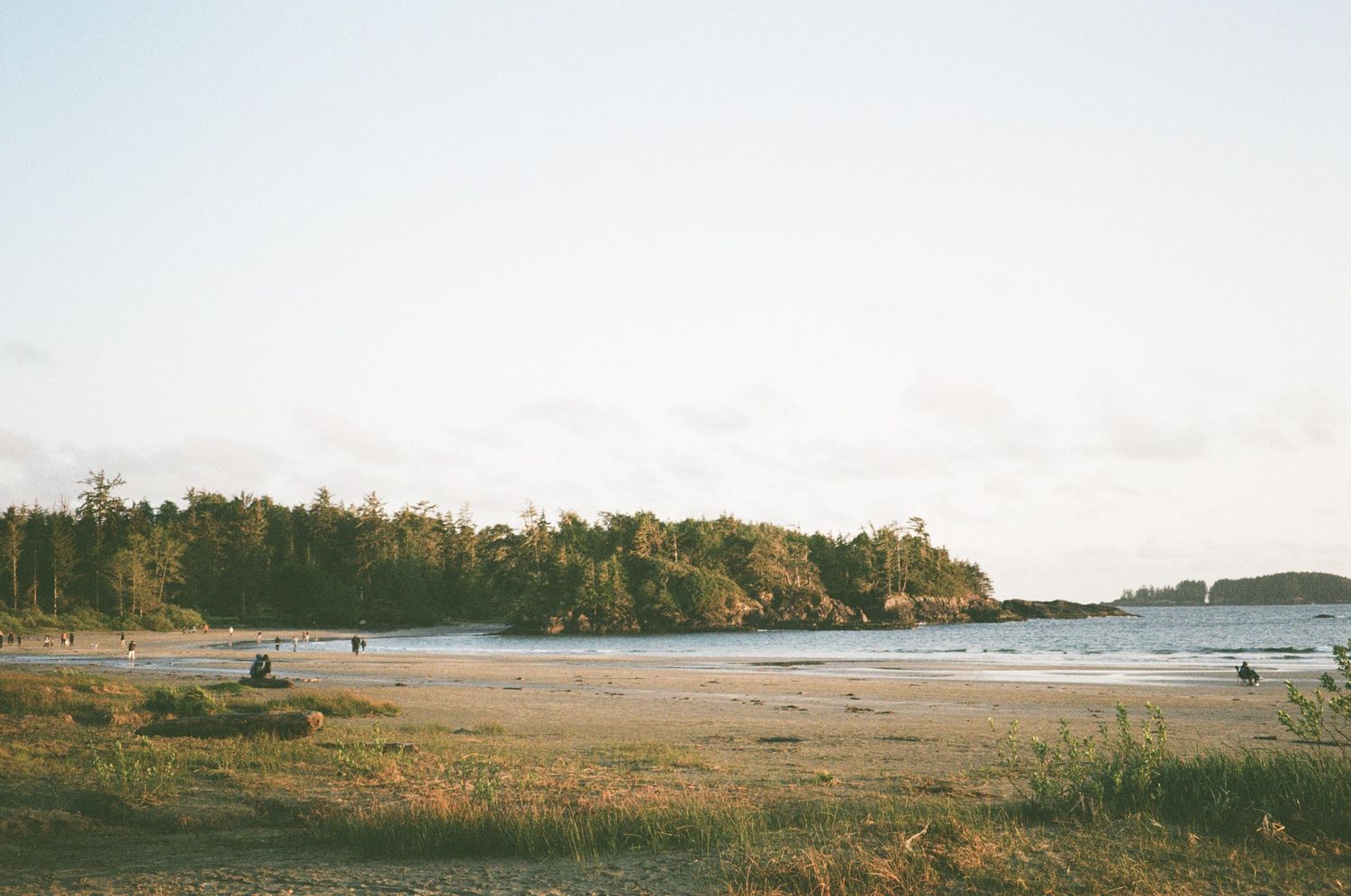 a long sandy beach surrounded by trees in Tofino, BC, in the early morning light
