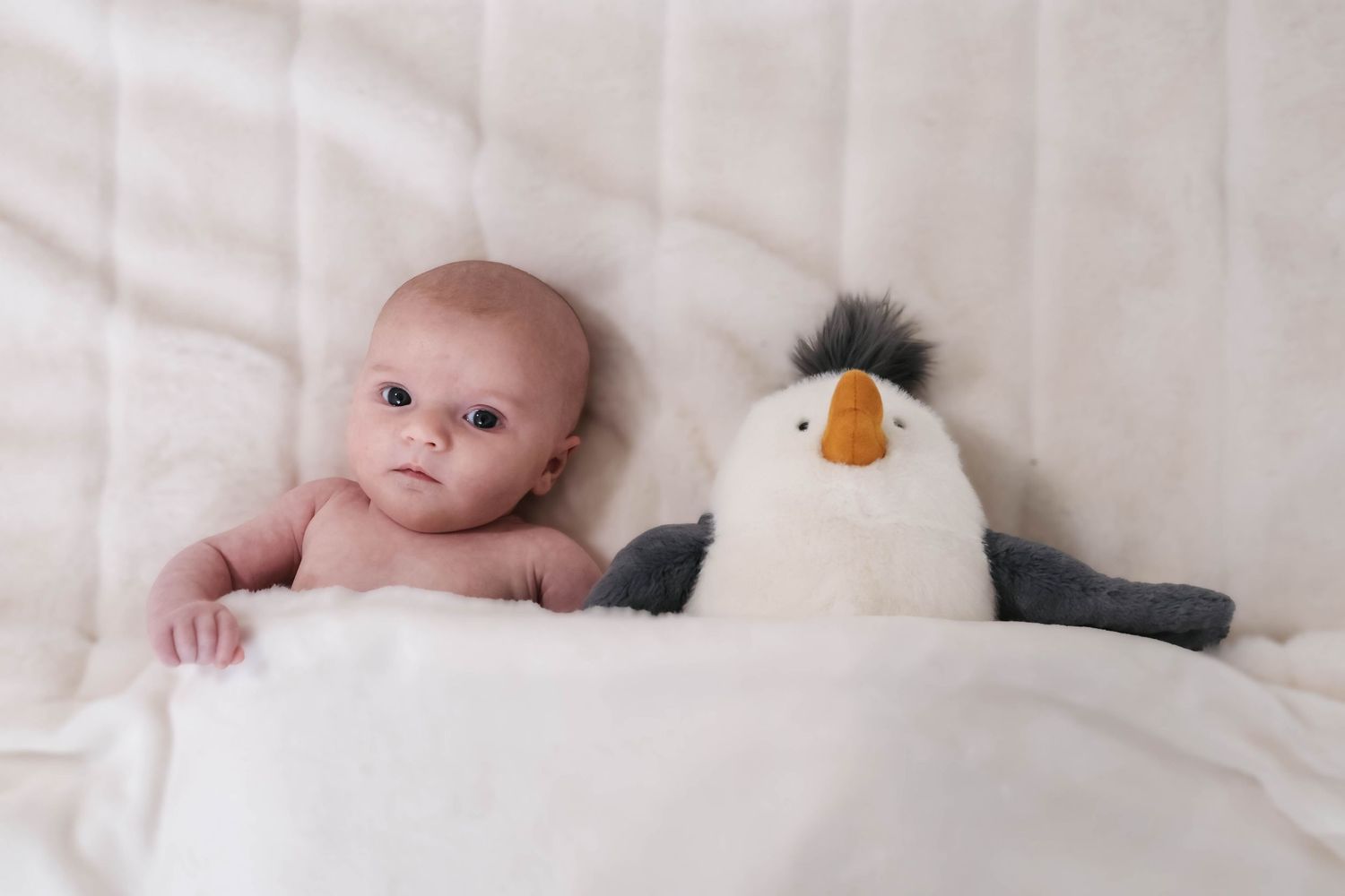 Edmonton Based Newborn photo session
