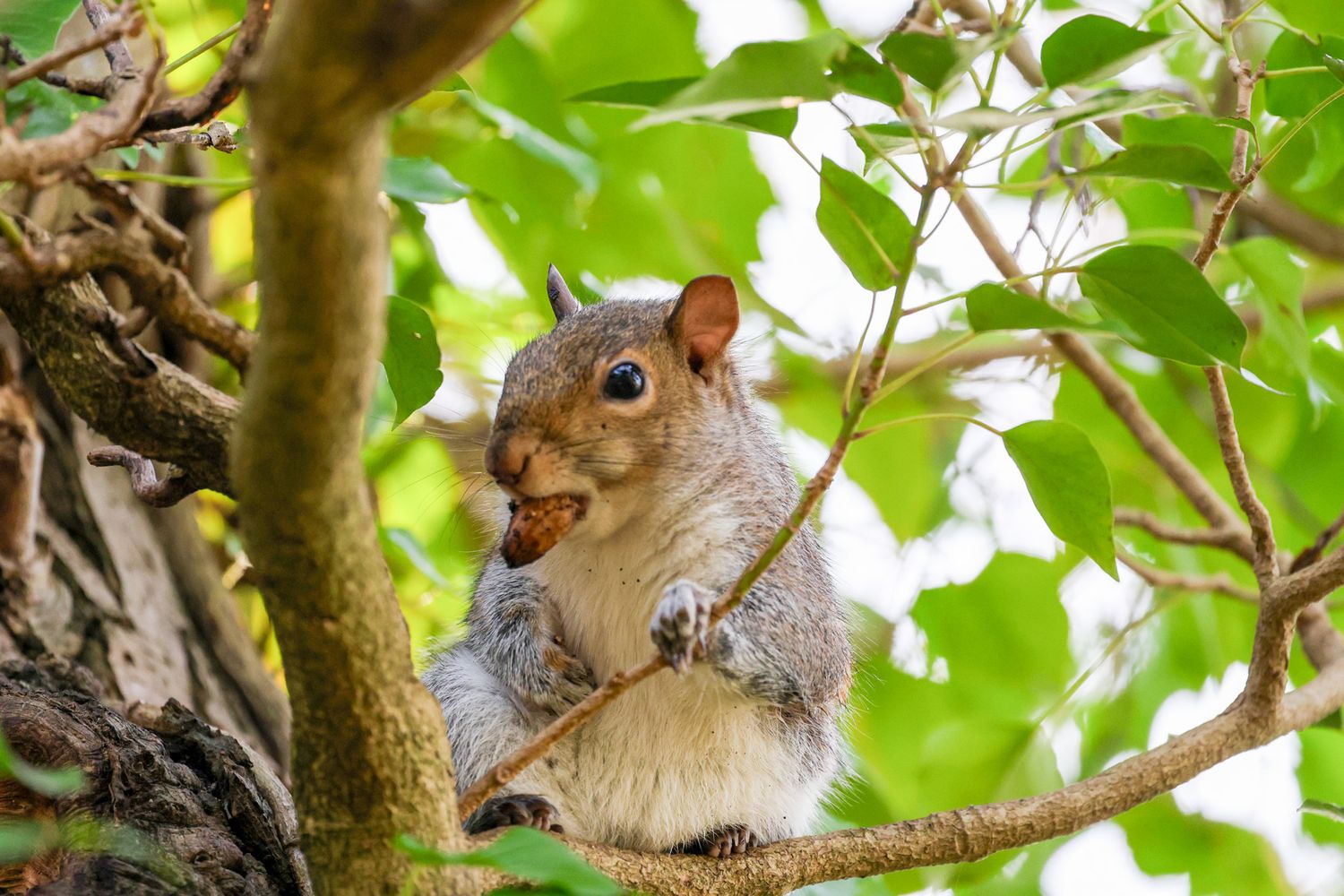A gray squirrel perched on a tree branch munches on food against a backdrop of bright green leaves.