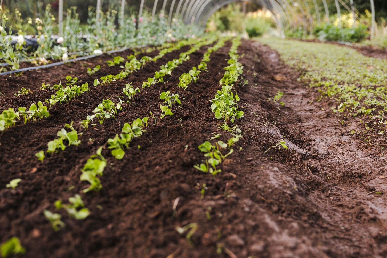 Rows of young lettuce plants growing in rich dark soil in a greenhouse garden setting.