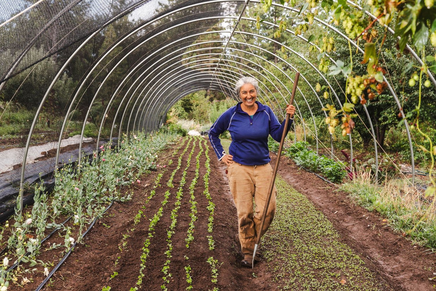 Inside a greenhouse tunnel, a person in a blue sweater walks between rows of young vegetable plants growing in soil.