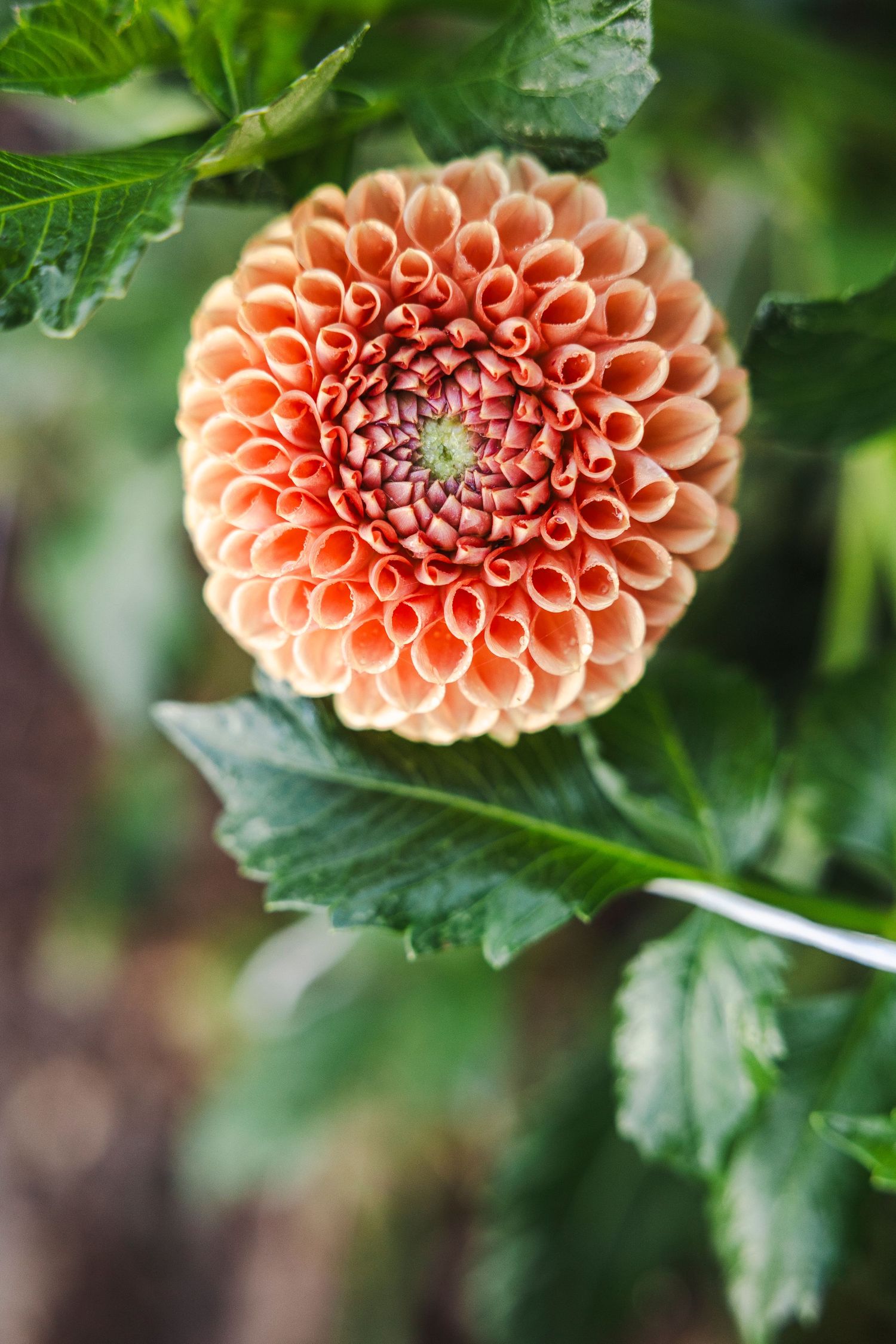 Close-up of a peach-colored dahlia flower with perfectly symmetrical petals against green foliage background.