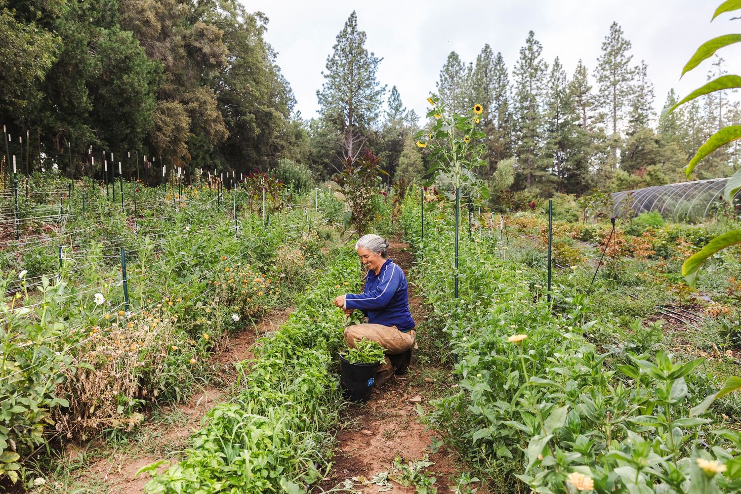 A series of garden plots showing various stages of vegetable and flower growth in a forested area.