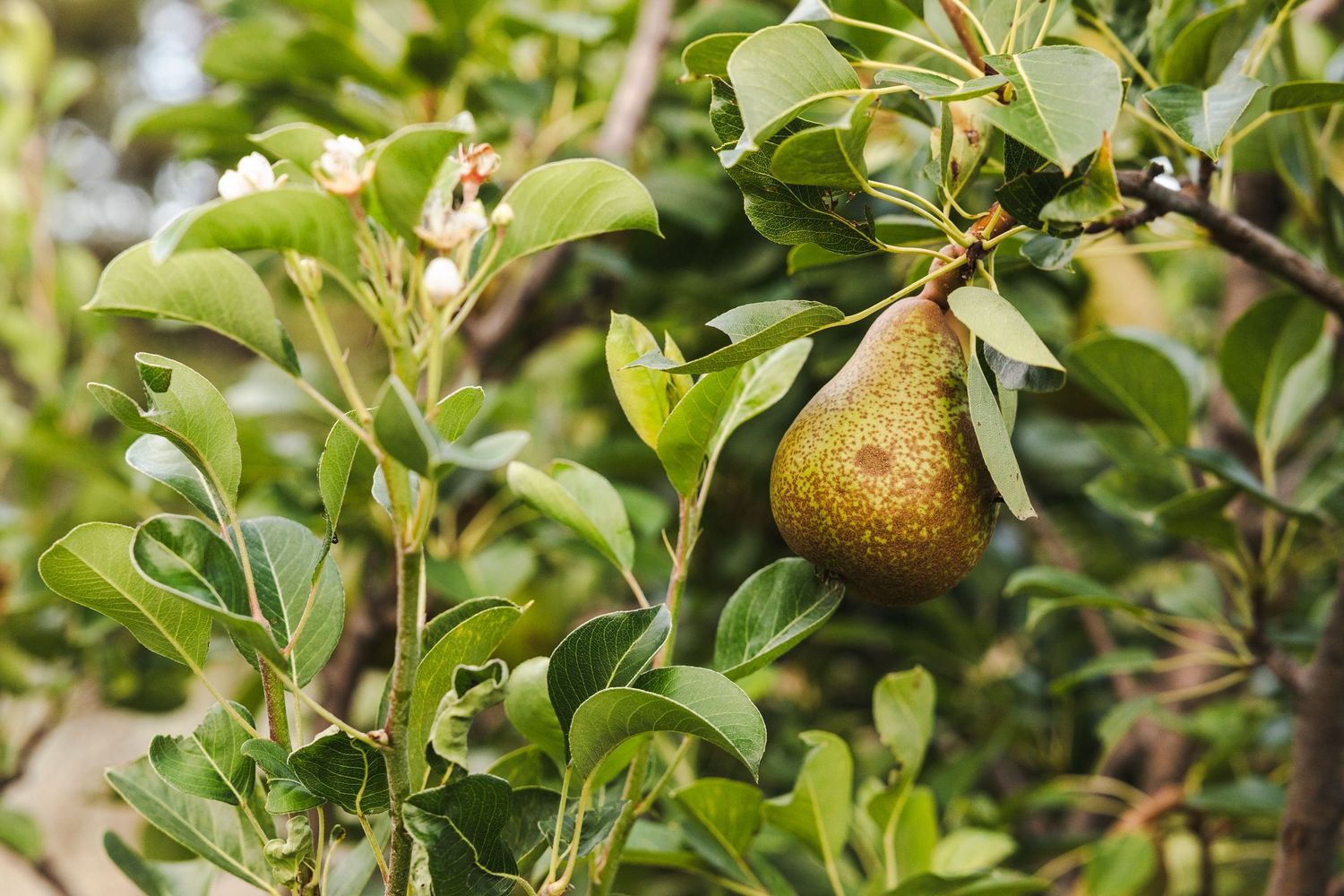 A ripe green and brown pear growing on a tree branch surrounded by lush green leaves.