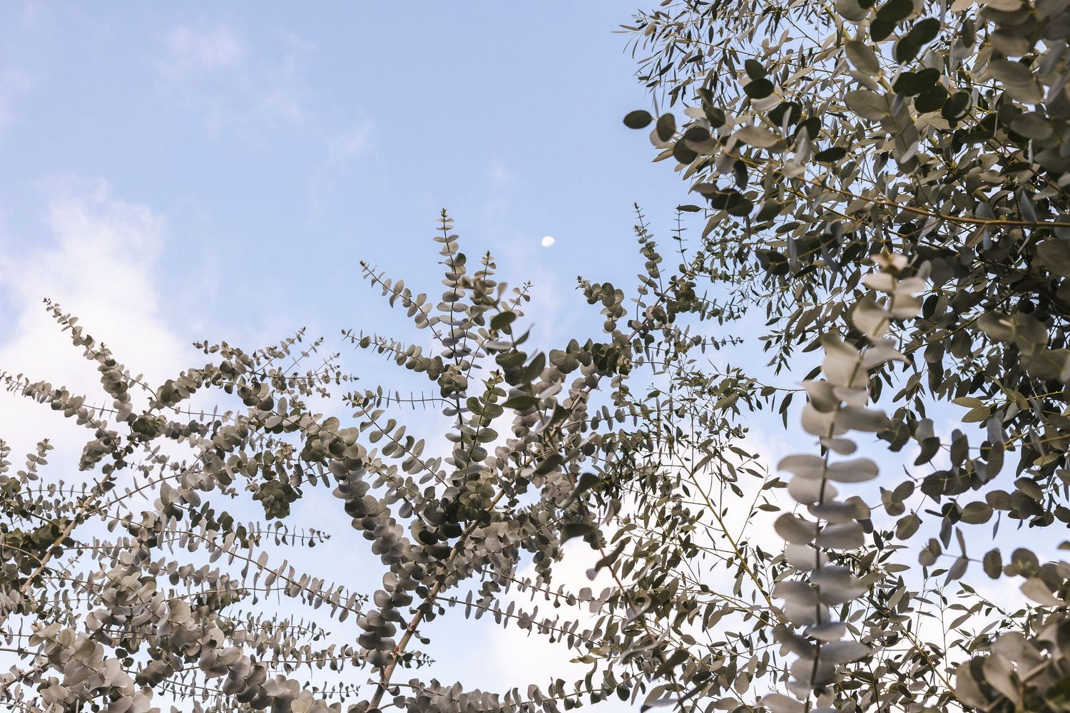 Delicate white eucalyptus leaves and branches create an ethereal natural pattern against a light background.