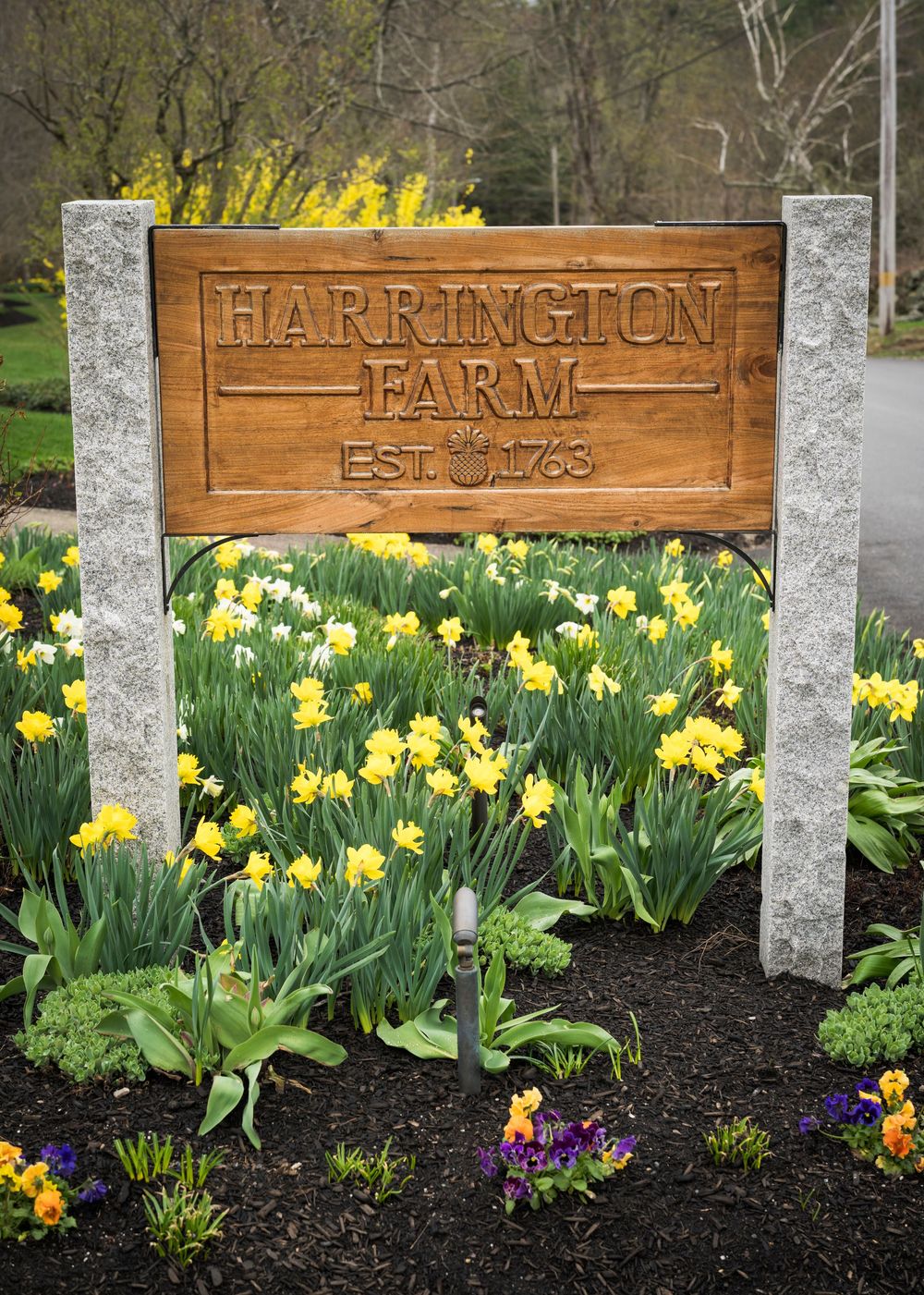 Harrington Farm established 1763 wooden sign surrounded by yellow daffodils and spring flowers in Princeton Massachusetts.