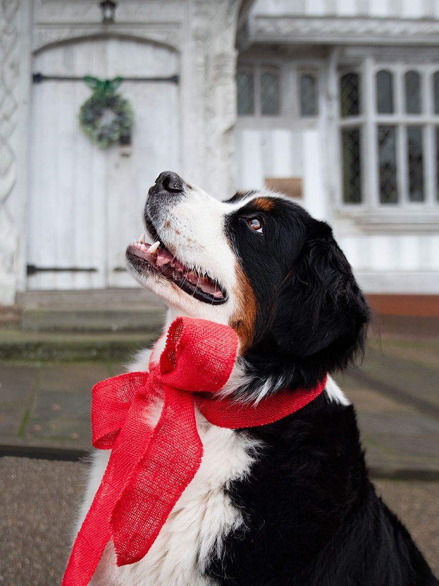 Bernese Mountain Dog, photographed by Claire Lumley of Allsceneimages Photography in Lavenham, Suffolk at Christmas time. The Guildhall