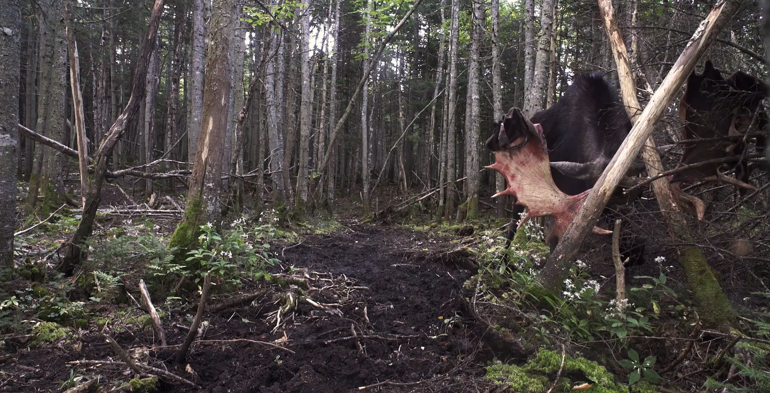 Maine bull moose with velvet hanging from its antlers at a rut pit in the mountains