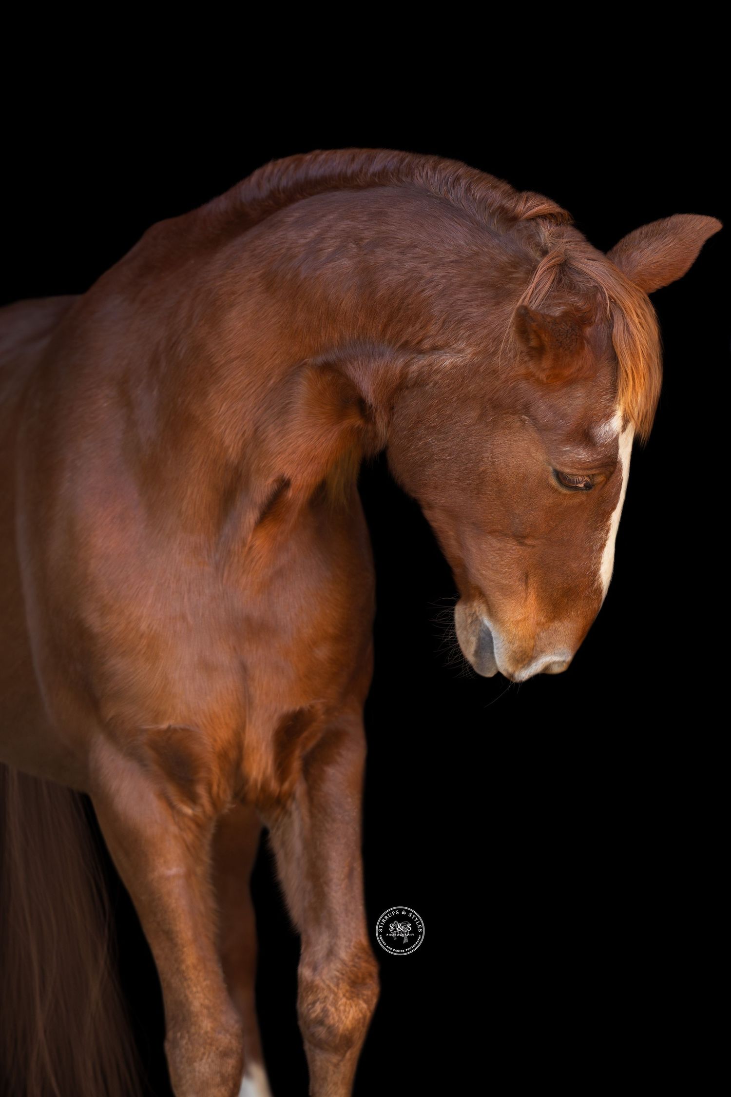Close-up sequence of a horse's hooves and legs showing the natural movement and gait on sandy ground.