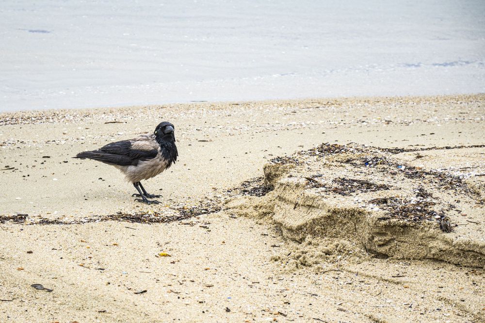 A black seabird walks along a sandy beach near the water's edge.