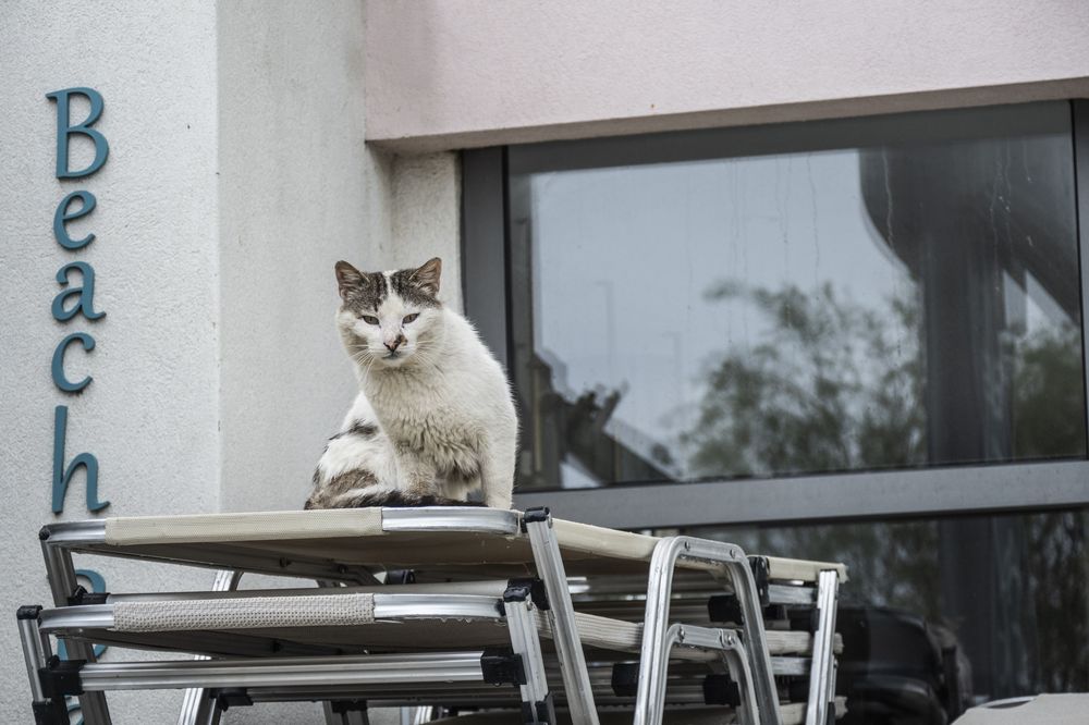 Two white cats lounge on outdoor cafe tables and chairs against a white wall with windows.