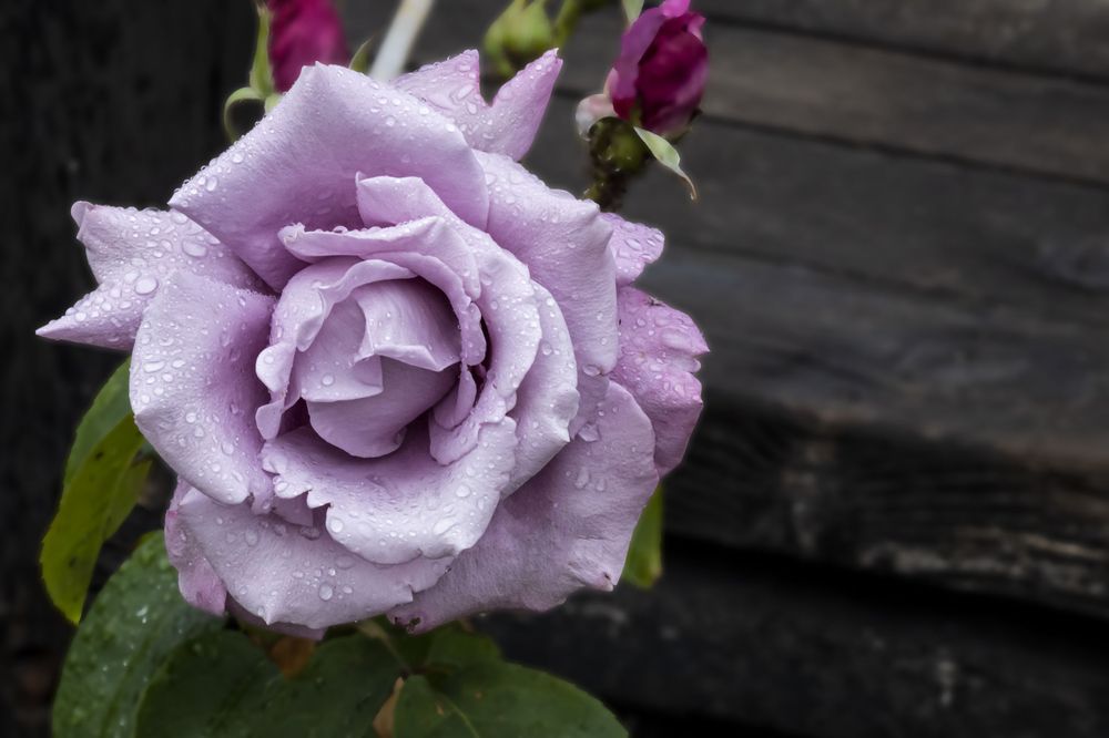 A dewy lavender rose in full bloom with water droplets on its petals against a dark background.