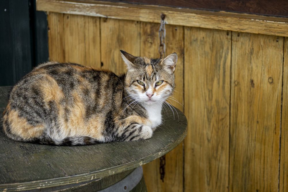 Four calico cats rest on a wooden deck in a row, displaying similar lounging positions against a wooden fence.