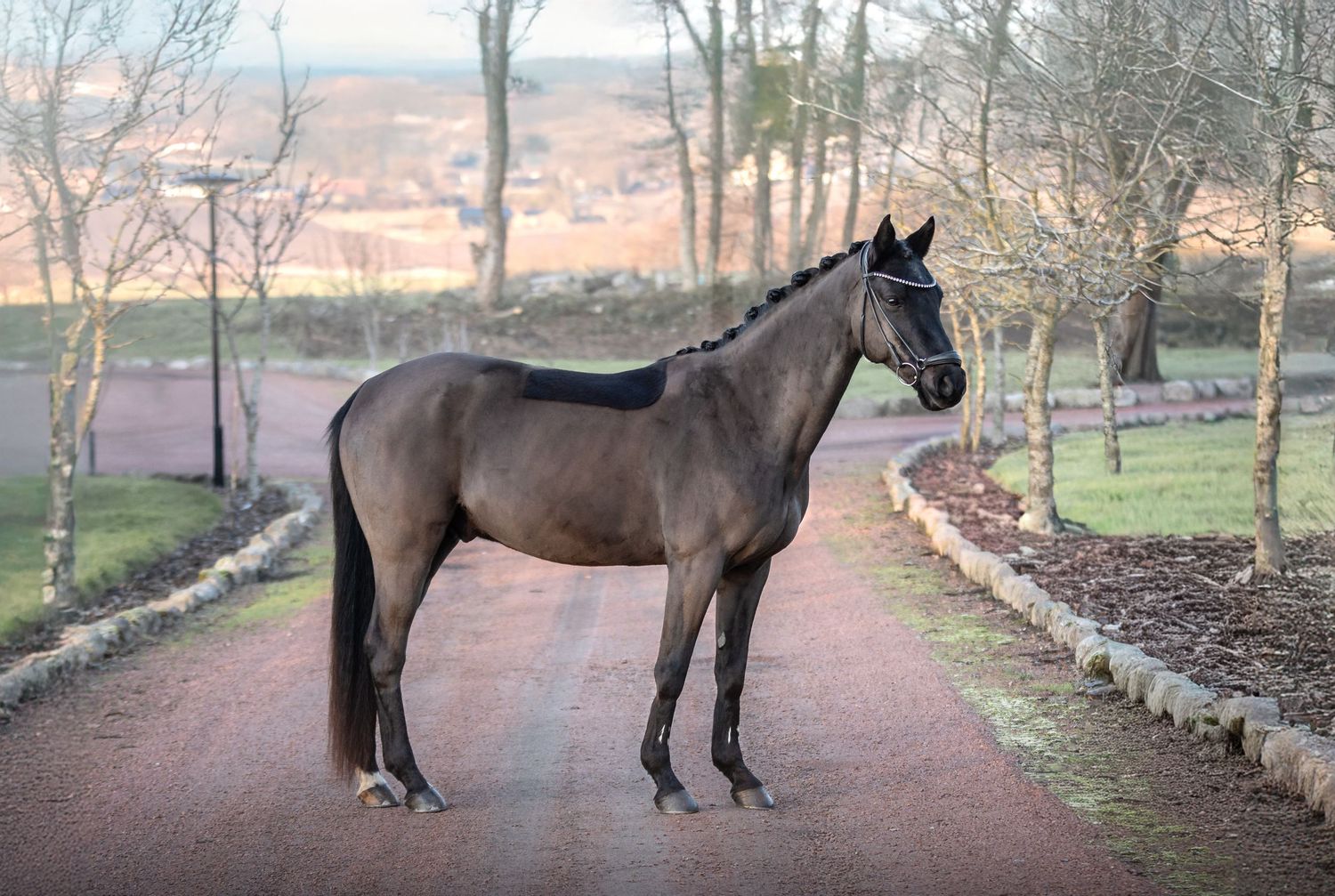 Fresia Visuals Equine