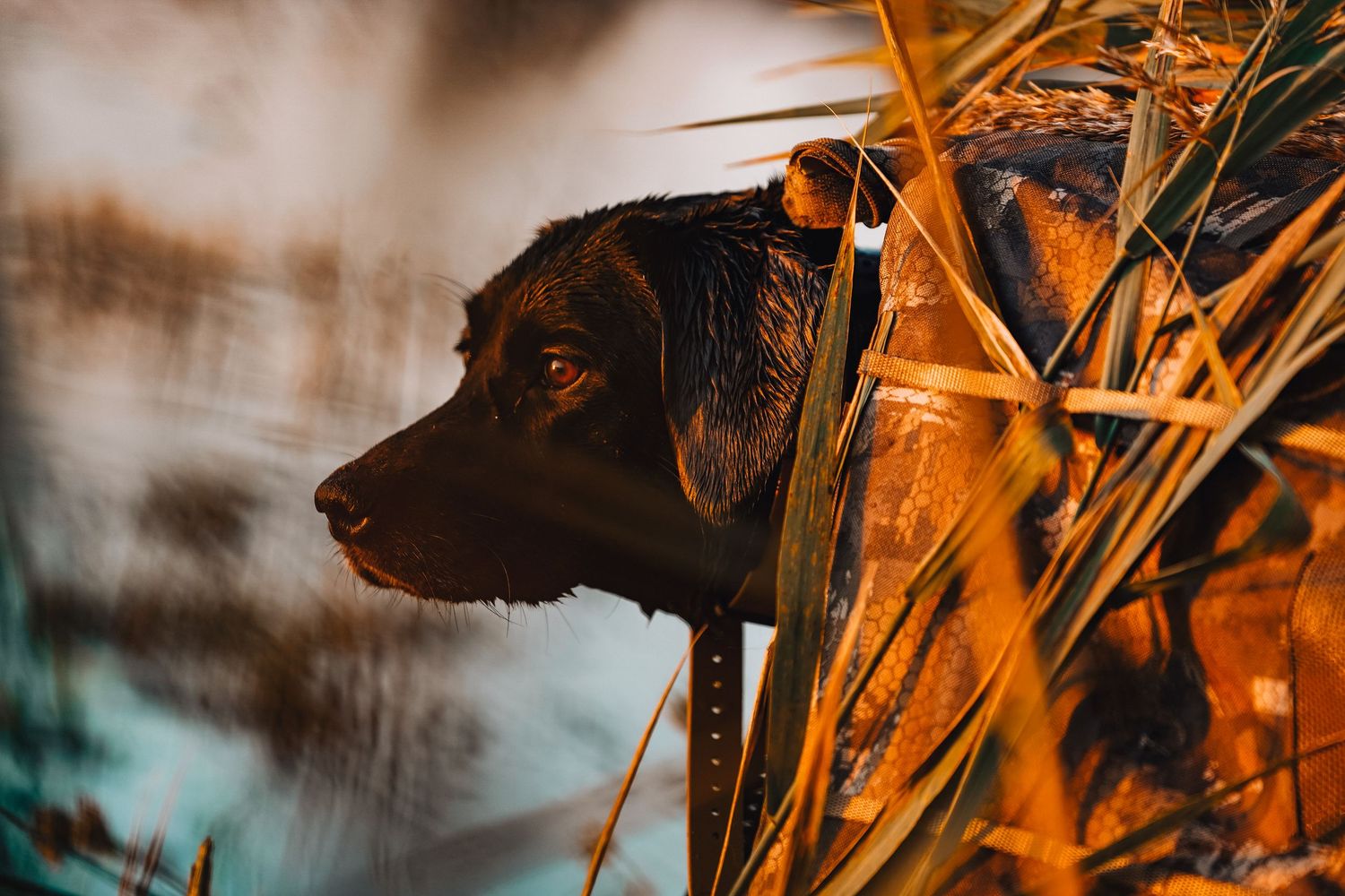 Koda locked in waiting to retreive on an early morning sunrise