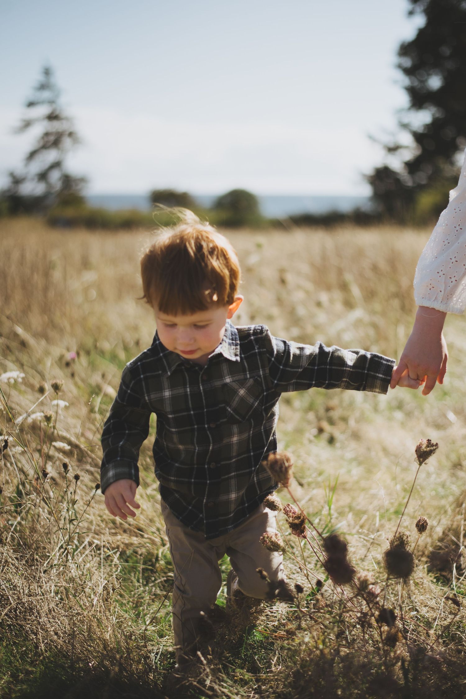 A young boy walks through a sunlit field holding an adult's hand, exploring the tall grass and wildflowers.