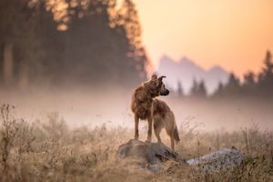 Outdoor dog portrait in natural landscape